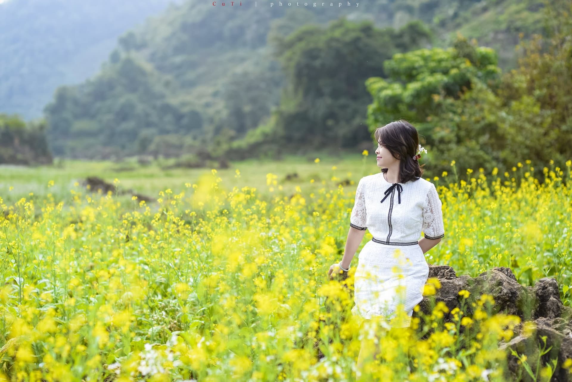Hoa cải vàng tại Mộ Châu
