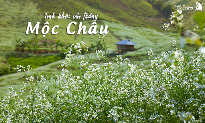Tour du lịch Mộc Châu mùa hoa cải trắng 2 ngày 1 đêm từ Hà Nội