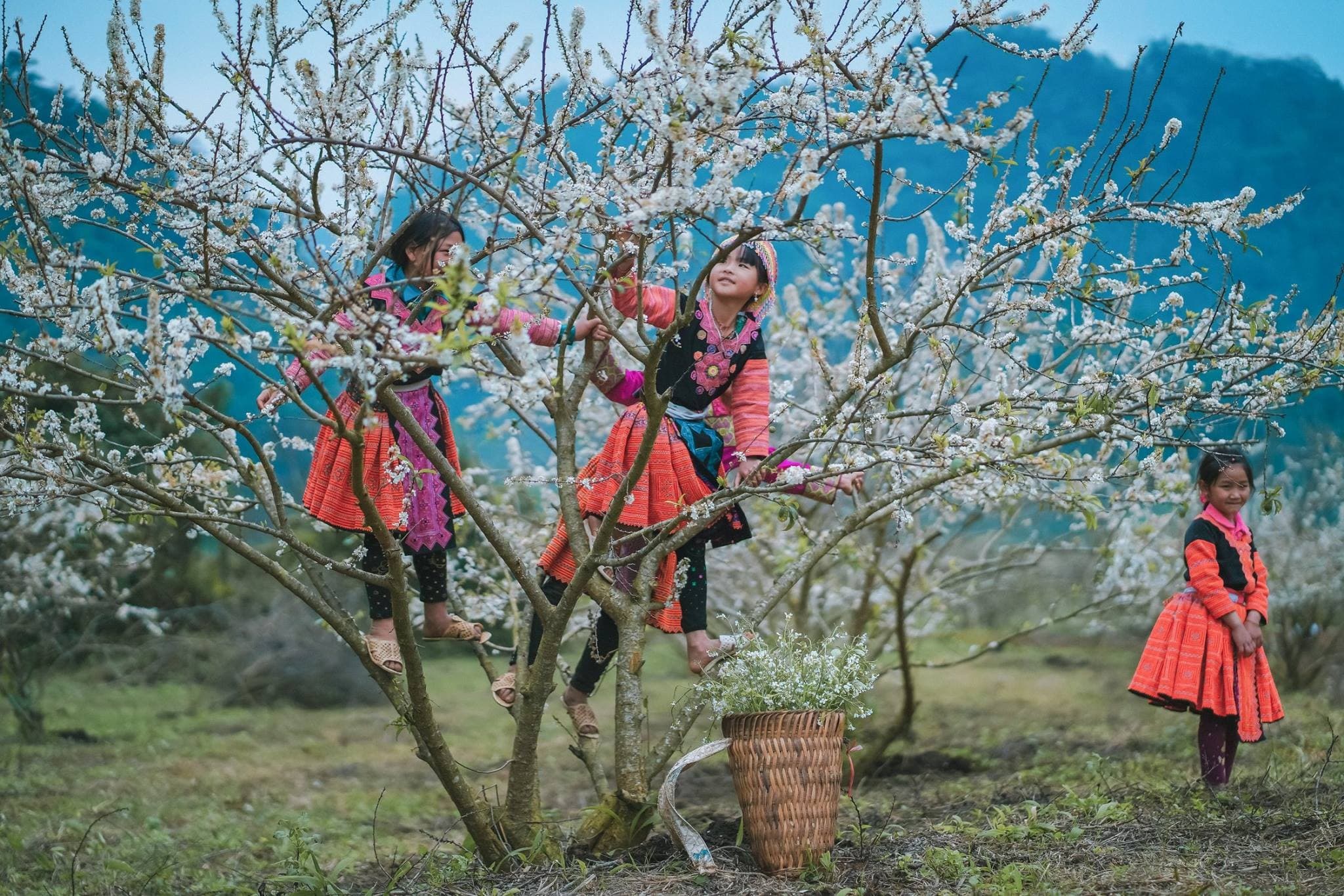 Tour Hạ Long Mộc Châu trekking thung lũng Mu Náu 2 ngày 1 đêm