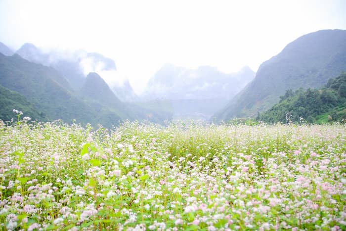 Cánh đồng hoa tam giác mạch Hà Giang bạt ngàn