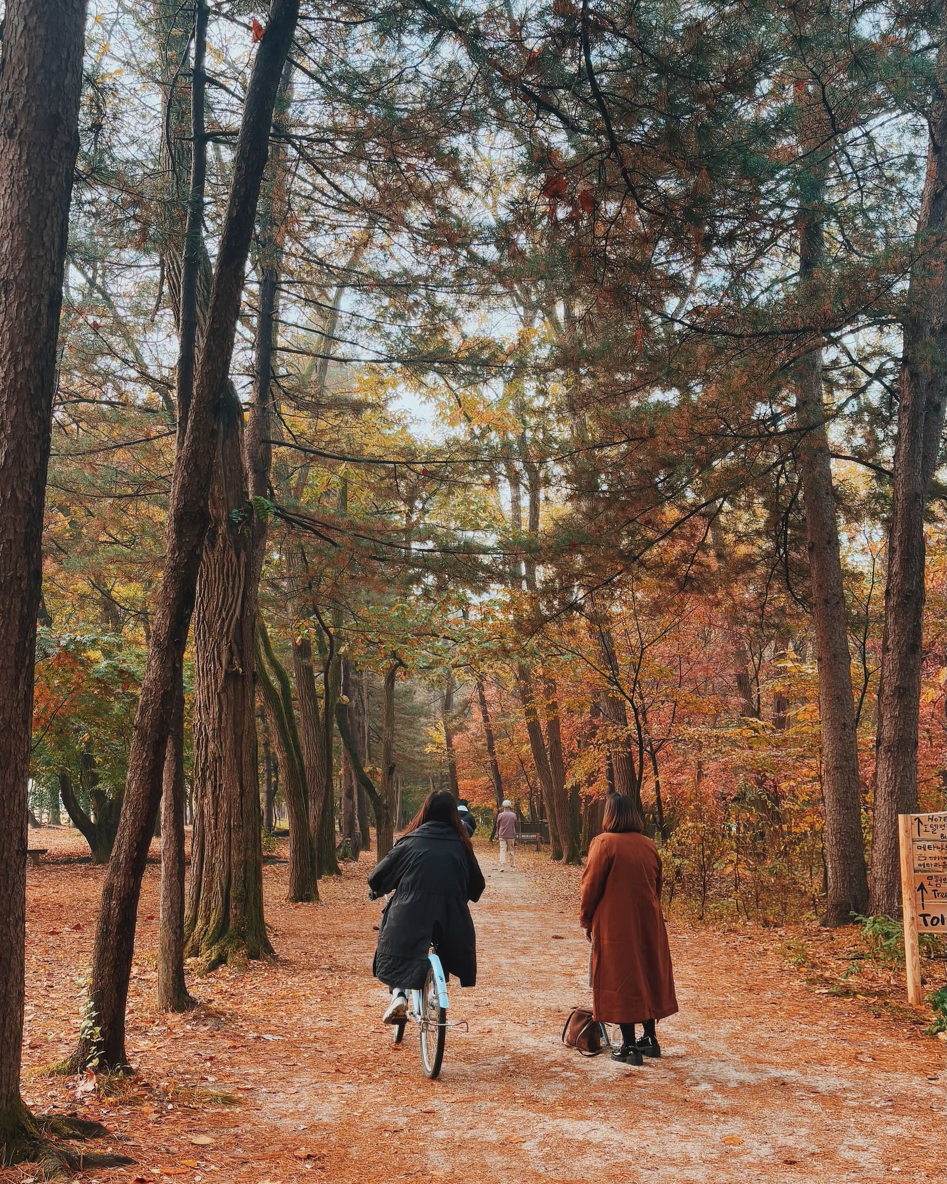 pexels-afhamhmsyri-38813831.jpg