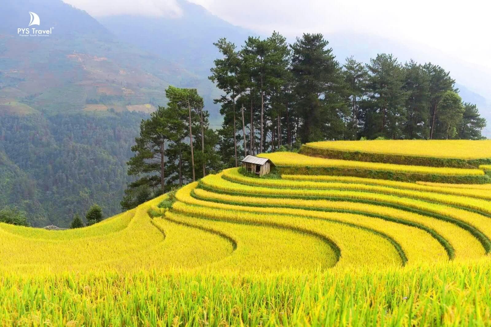 ruộng bậc thang mù cang chải mùa lúa chín