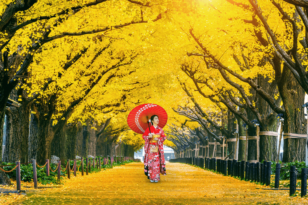 Nhật Bản mùa lá vàng