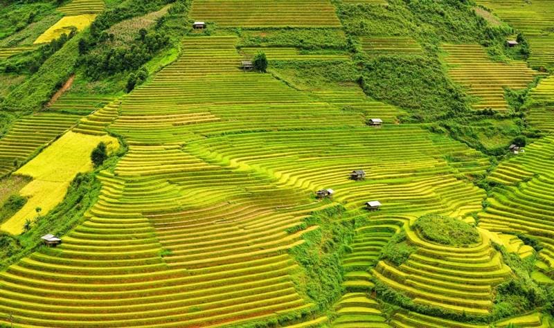 Những ruộng bậc thang lúa chín tại Mù Cang Chải