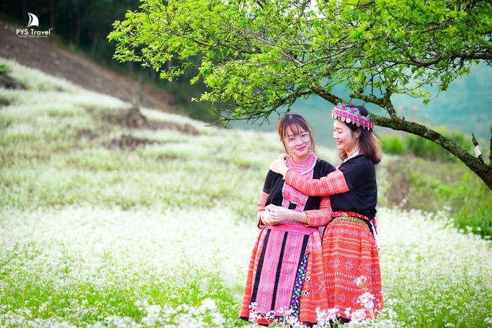 Hoa cải trắng Mộc Châu