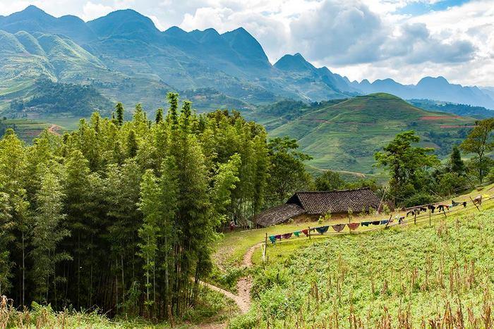 Cây sa mộc Hà Giang