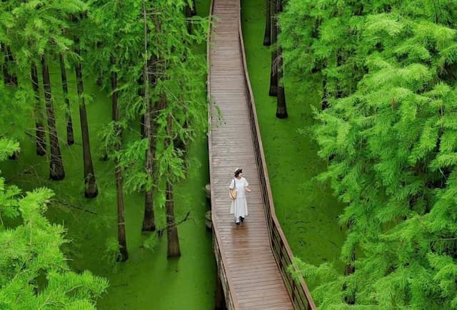 Đầm lầy Thanh Sơn Trung Quốc "Viên ngọc quý" Hàng Châu