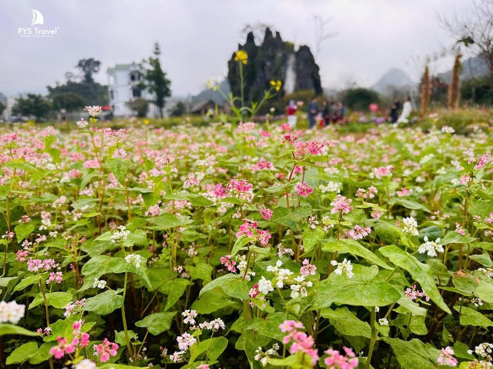 Sắc hoa tam giác mạch Hà Giang