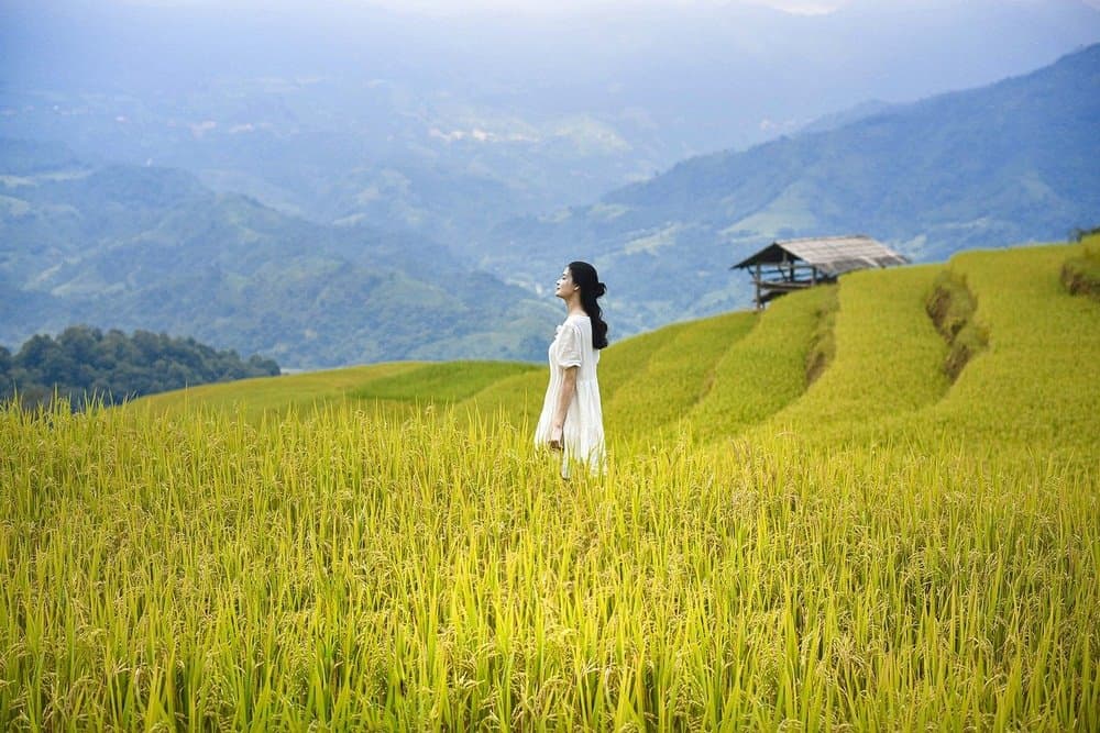 Ảnh chụp mùa lúa chín vàng tại Hoàng Su Phì