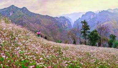 Tour Hà Giang mùa hoa tam giác mạch – Khám phá cao nguyên đá