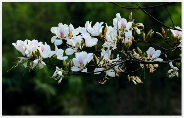 Tour TP Hồ Chí Minh – Điện Biên mùa hoa ban - 5N4Đ