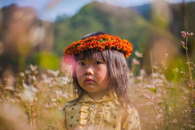Khám phá Hoa cúc dại nhuộm vàng cao nguyên đá Hà Giang
