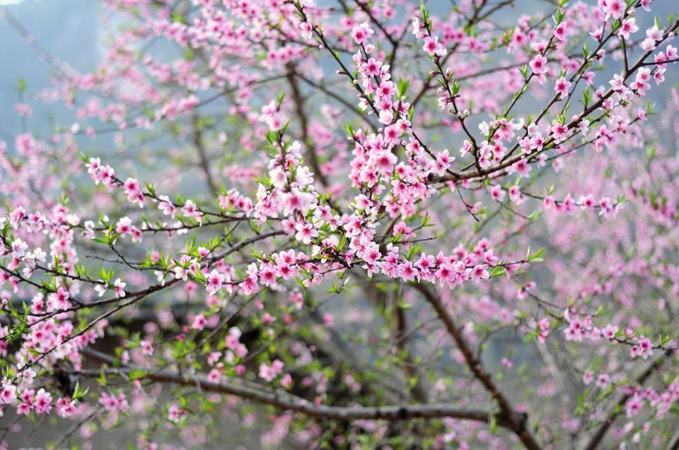 Hà Giang tháng 3 có gì hay mà dân tình cứ rủ rê nhau đi đến thế?