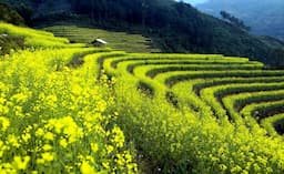 Đẹp ngỡ ngàng sóng cải vàng rực rỡ Mù Cang Chải độ xuân về