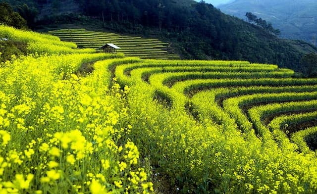 Đẹp ngỡ ngàng sóng cải vàng rực rỡ Mù Cang Chải độ xuân về