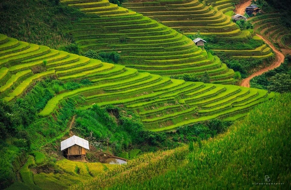 Mù Cang Chải mùa lúa xanh, mộng mơ khúc tình ca lãng mạn ngày hè