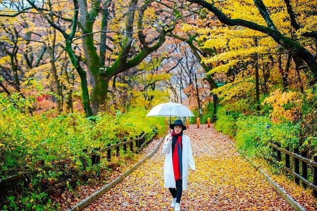 Tour Free & Easy lãng mạn sắc thu - chu du Hàn Quốc: Khám phá xứ sở Kim Chi Hà Nội - Seoul - Hà Nội 5 ngày 4 đêm