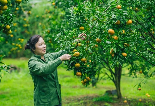 Không chỉ có những món ăn hấp dẫn, trái cây đặc sản Lạng Sơn cũng khiến cho người ta mê mẩn