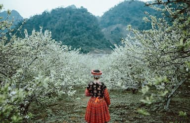 Điểm danh TOP 5 những nơi có mùa hoa mận trắng đẹp như chốn “THIÊN ĐƯỜNG”
