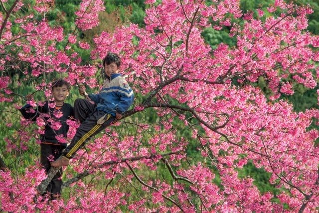 Có một loài hoa mang tên "Tớ Dầy" khoe sắc Mù Cang Chải mùa xuân