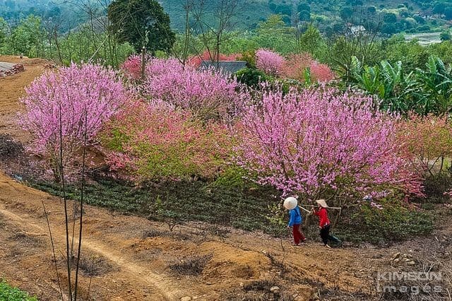 Du lịch Tây Bắc mùa xuân - Chinh phục "bức họa đa sắc" cung đường xứ Mù