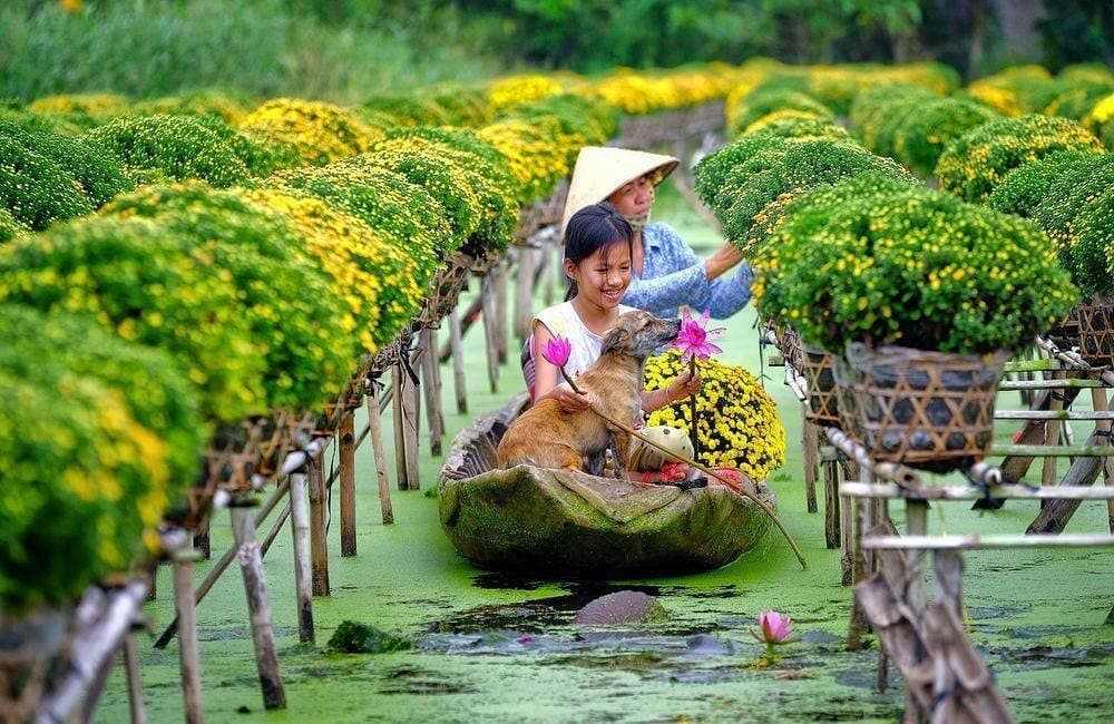 “Lịm tim” giữa thiên đường cúc mâm xôi bạt ngàn tại Làng hoa Sa Đéc - Ngôi làng ăn Tết sớm nhất cả nước