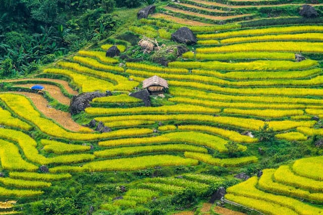 Tour HCM - Hoàng Su Phì - Lử Thần - Bắc Hà 5 ngày 4 đêm
