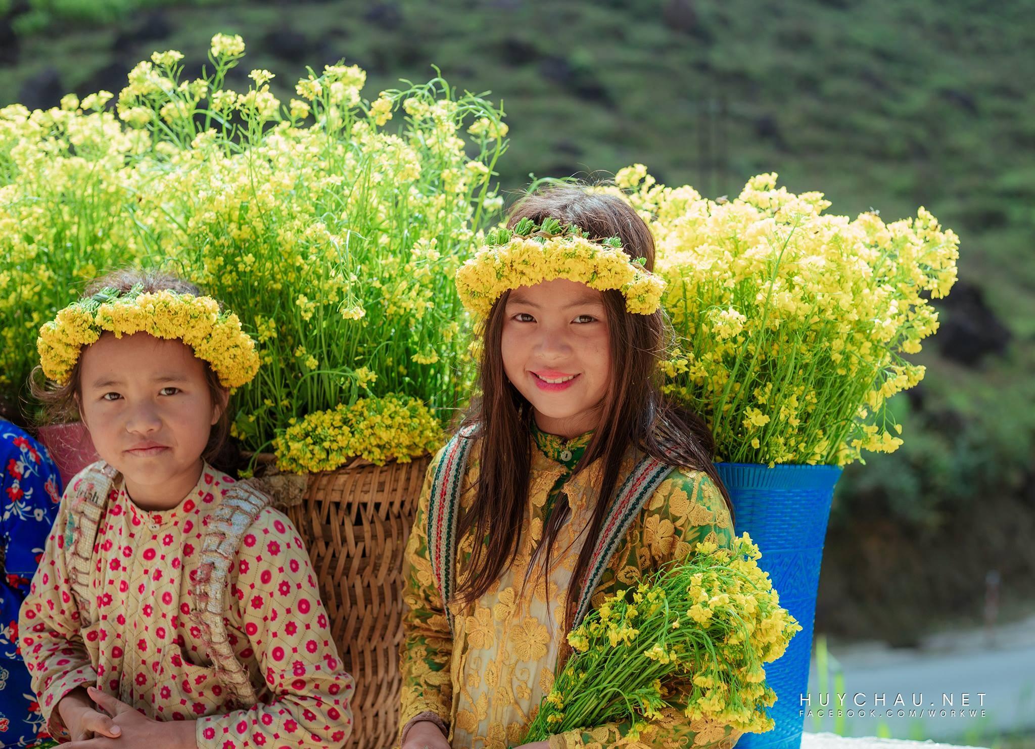 Hà Giang - Say đắm mùa hoa cúc cam đẹp phát hờn