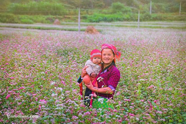 Duyên dáng giữa một trời tam giác mạch Hà Giang bung rộ