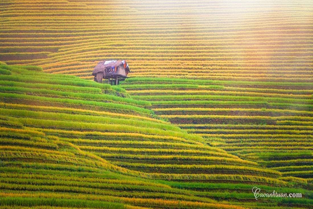 Cập nhật kinh nghiệm đi Mù Cang Chải 2025