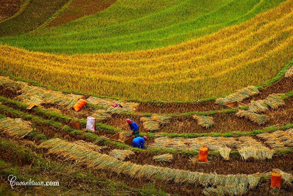 Hà Giang tháng 9: Đẹp nao lòng mùa lúa và hoa