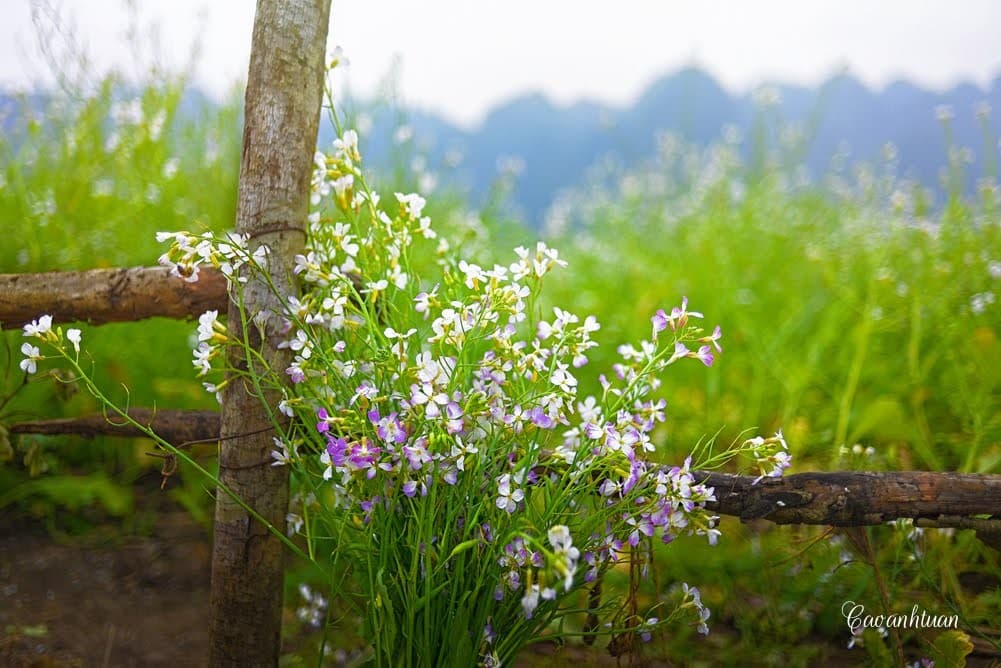 Du lịch Mộc Châu tháng 10, lạc giữa thiên đường hoa đa sắc màu