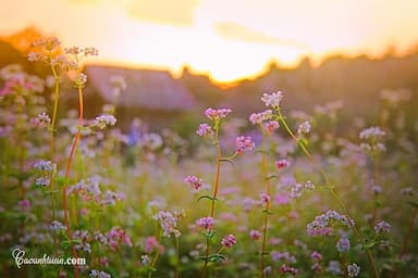 Hoa tam giác mạch Mộc Châu nở tháng mấy?