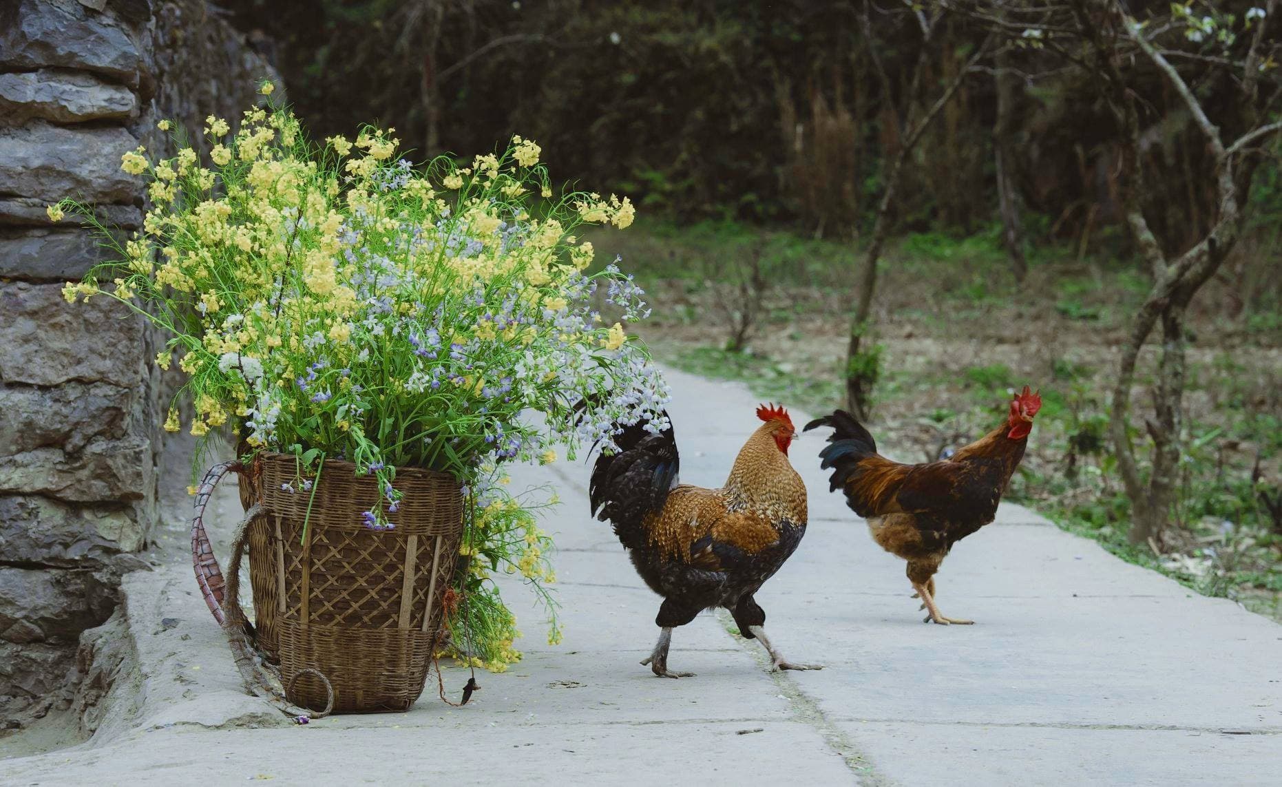 Có một Đông Tây Bắc đẹp mơ màng đến lạ những ngày sang năm. Đi thôi, đừng nghĩ!