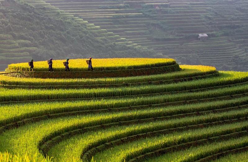 Lưu ý cần note lại ngay trên hành trình tới ruộng mâm xôi Mù Căng Chải