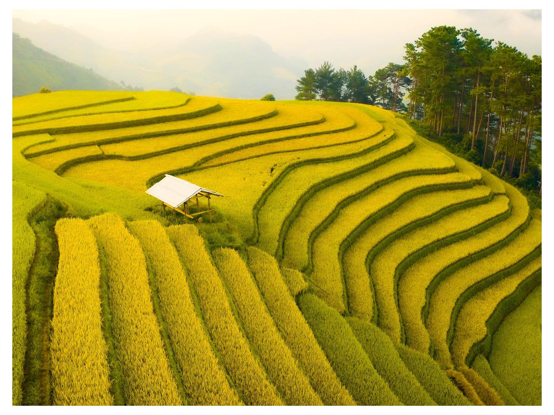 Muốn bay trên biển vàng mê mải, đừng chần chừ lên Mù Cang Chải ngay thôi tuổi trẻ ơi!