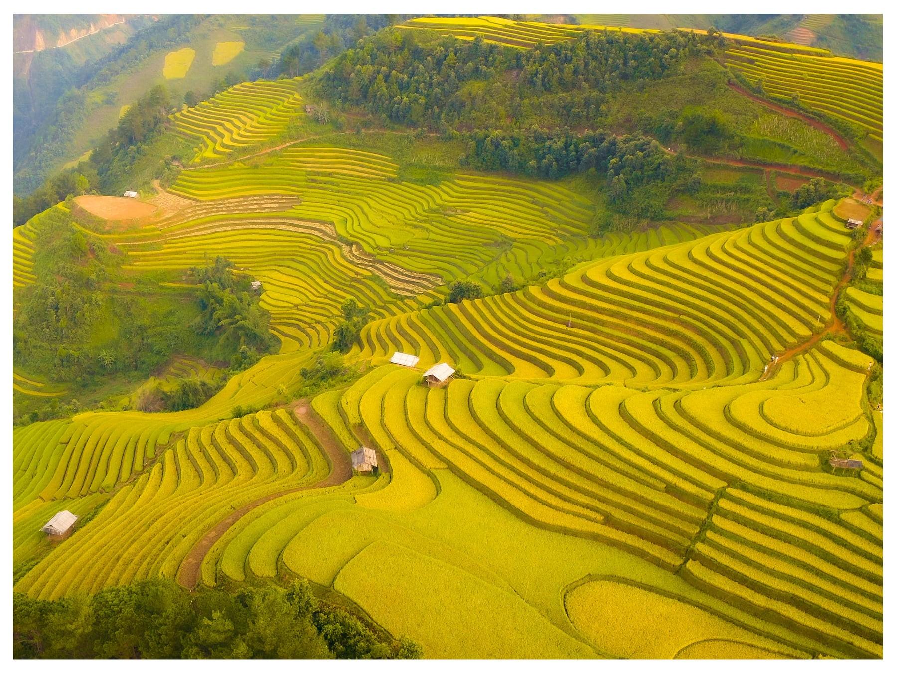 Để đến được Mù Căng Chải mùa lúa chín, bạn nên biết những điều gì?