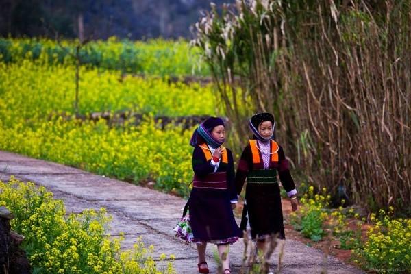 Hà Giang mùa xuân - Thiên đường cải vàng