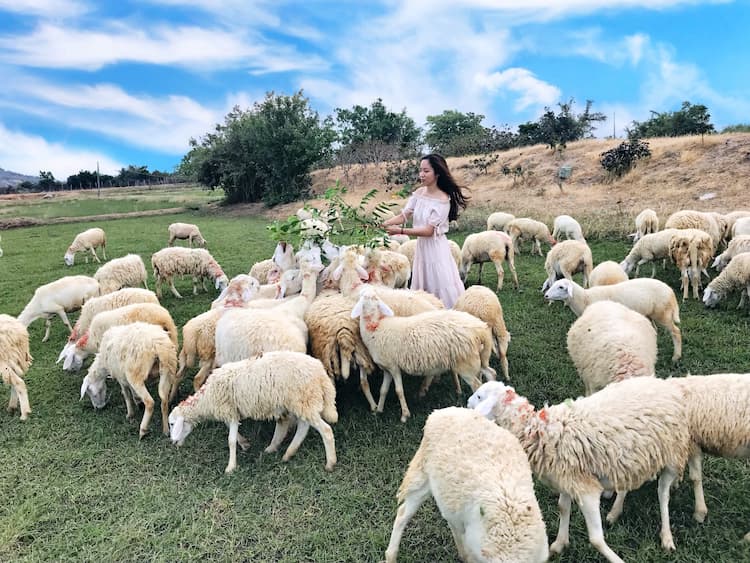 Tour Ninh Thuận - Vĩnh Hy 4 ngày 3 đêm từ Hà Nội: Khám phá vùng đất 300 ngày nắng