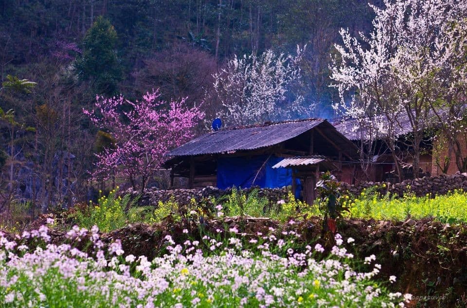 Hà Giang tết nguyên đán - Điểm hẹn Đông Bắc mùa xuân