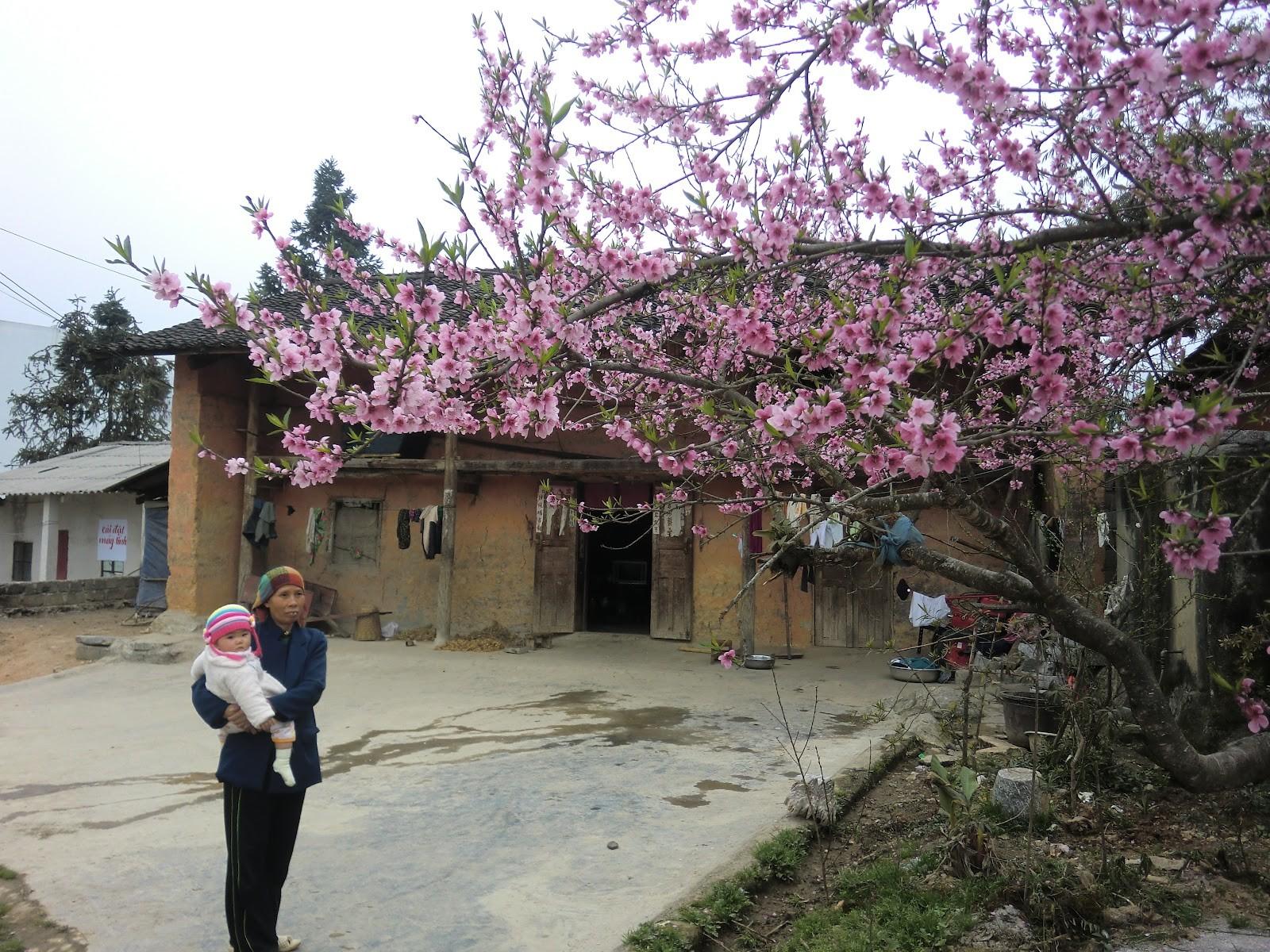 Về Hà Giang ngày xuân sang, cẩn thận lạc lối vì hoa đào phủ kín miền cao nguyên đẹp không lối thoát