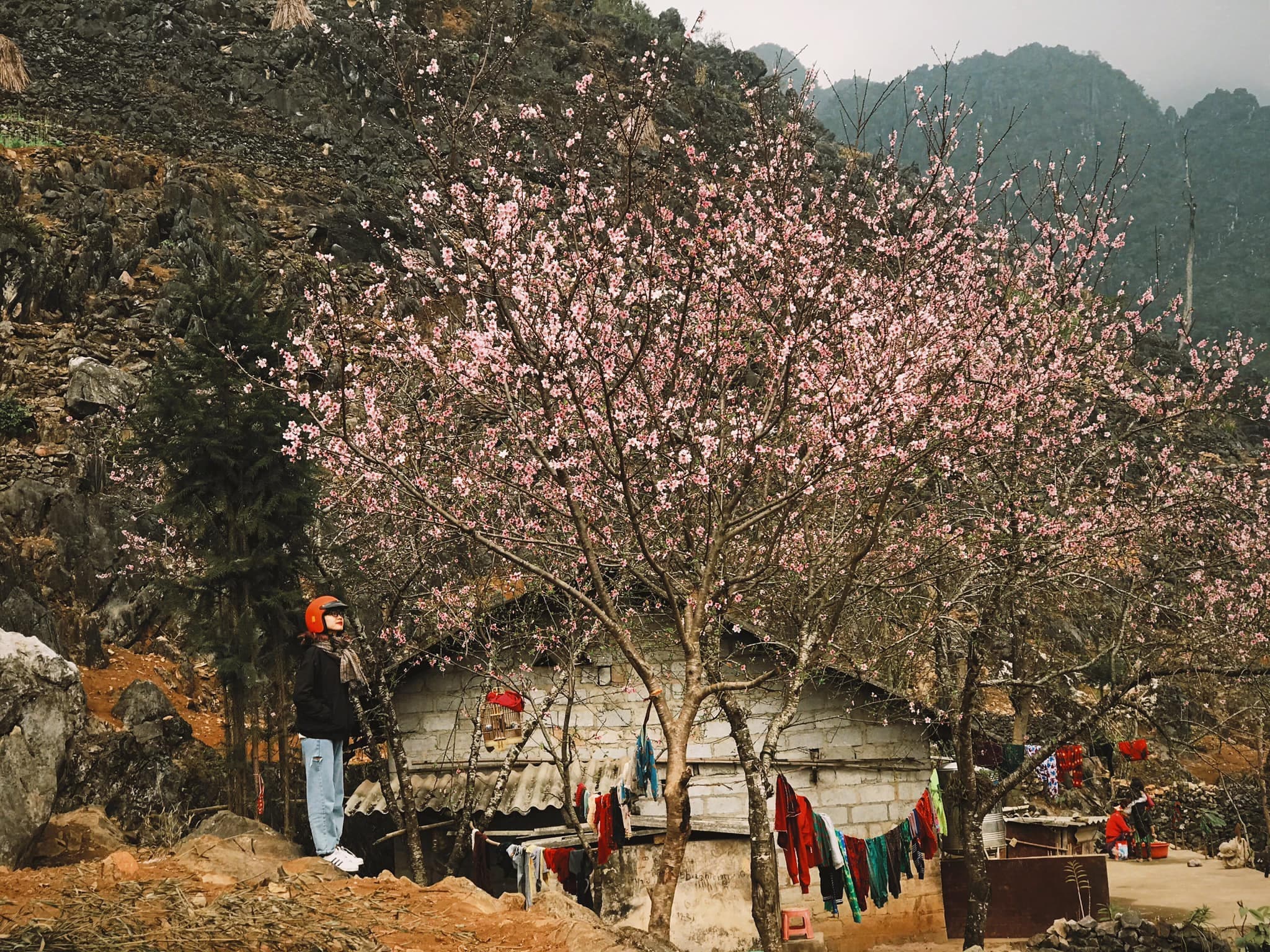 Hà Giang tháng 3: Mộc miên đã nở rộ, đào phai vẫn vấn vương kẻ lữ hành
