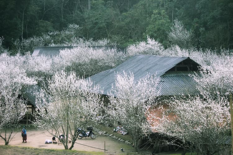Tour Bắc Hà - Tả Van Chư 2 ngày 1 đêm từ Hà Nội: Mùa hoa mận, hoa lê