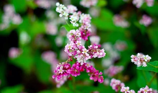 Hoa tam giá mạch có ý nghĩa gì? Quả thực vẻ đẹp không chỉ để ngắm!