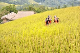 Tour Hoàng Su Phì - Chiêu Lầu Thi - Bắc Hà 4 ngày 4 đêm từ TP.HCM - Khởi hành hàng tuần 2026