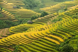Tour vòng cung Tây Bắc: Mùa vàng trên non cao 5 ngày 4 đêm từ TP.HCM