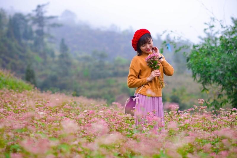 hoa tam giác mạch - bắc hà lào cai