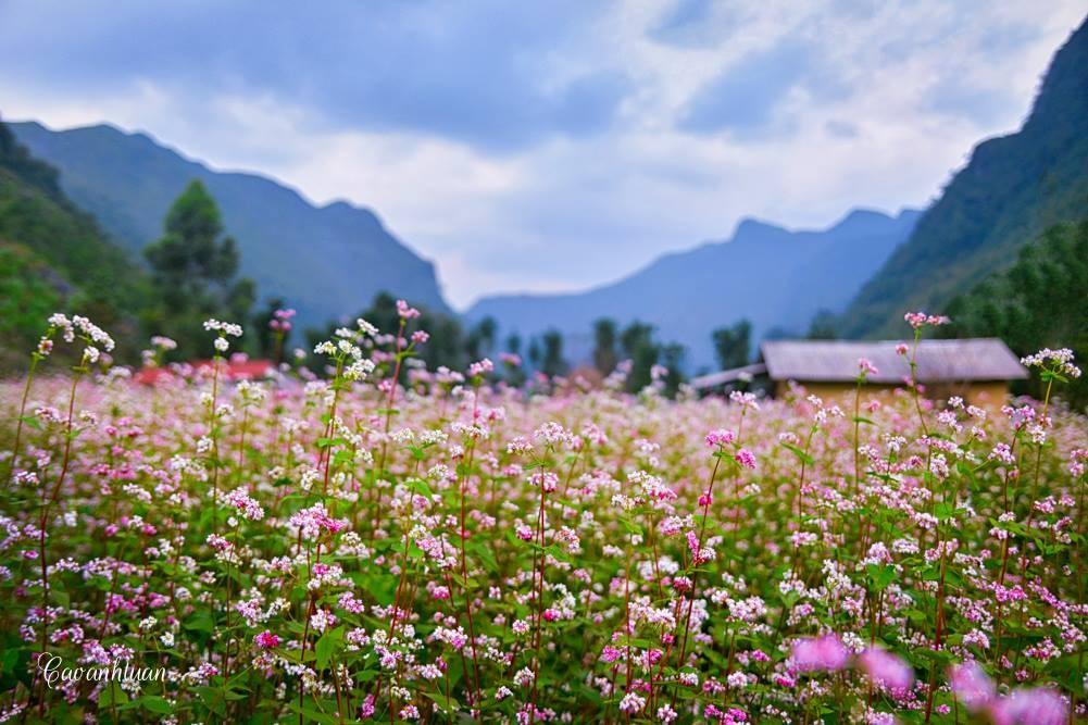 hoa tam giác mạch hà giang