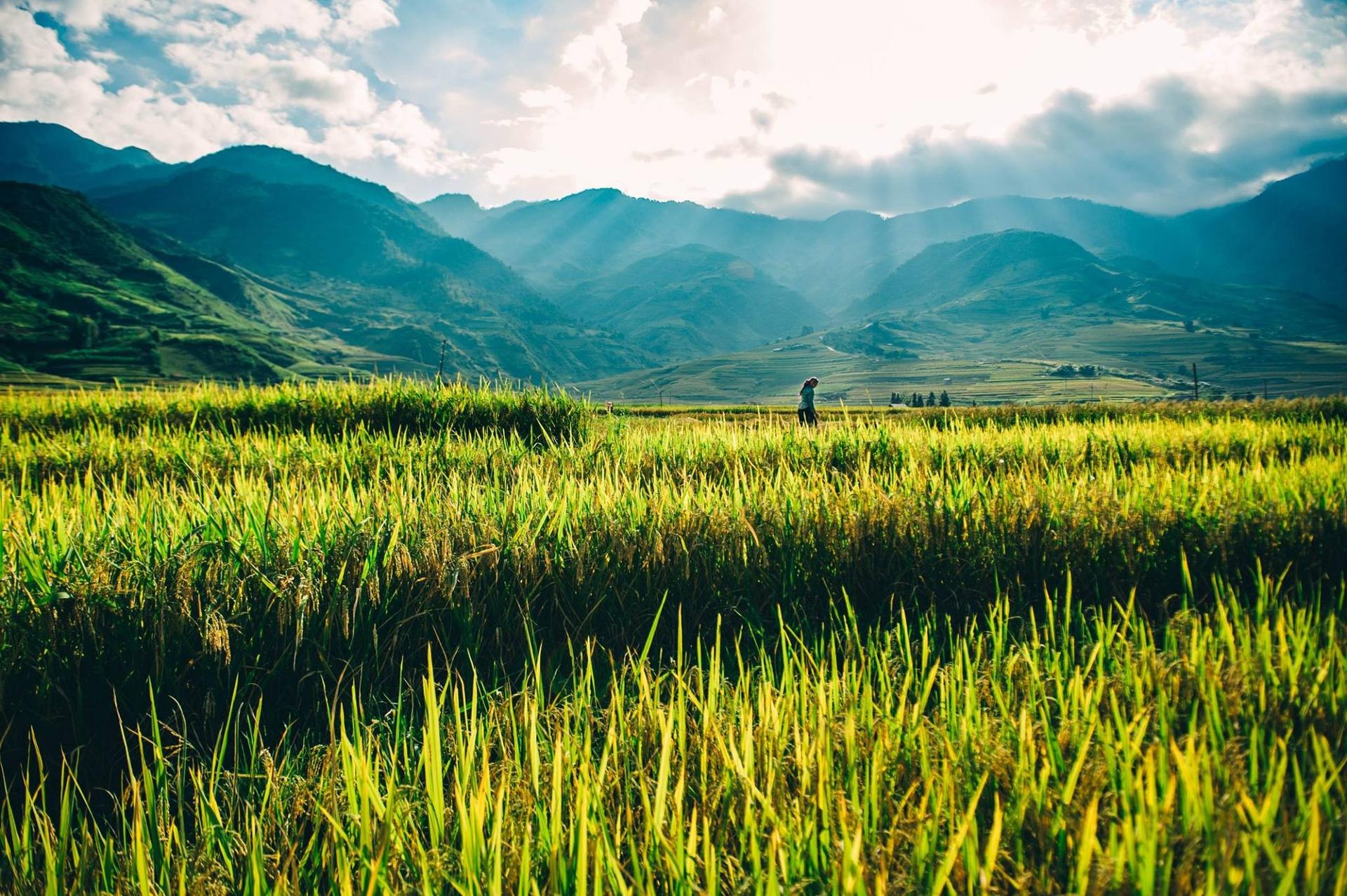 mùa lúa chín tại Mù Cang Chải