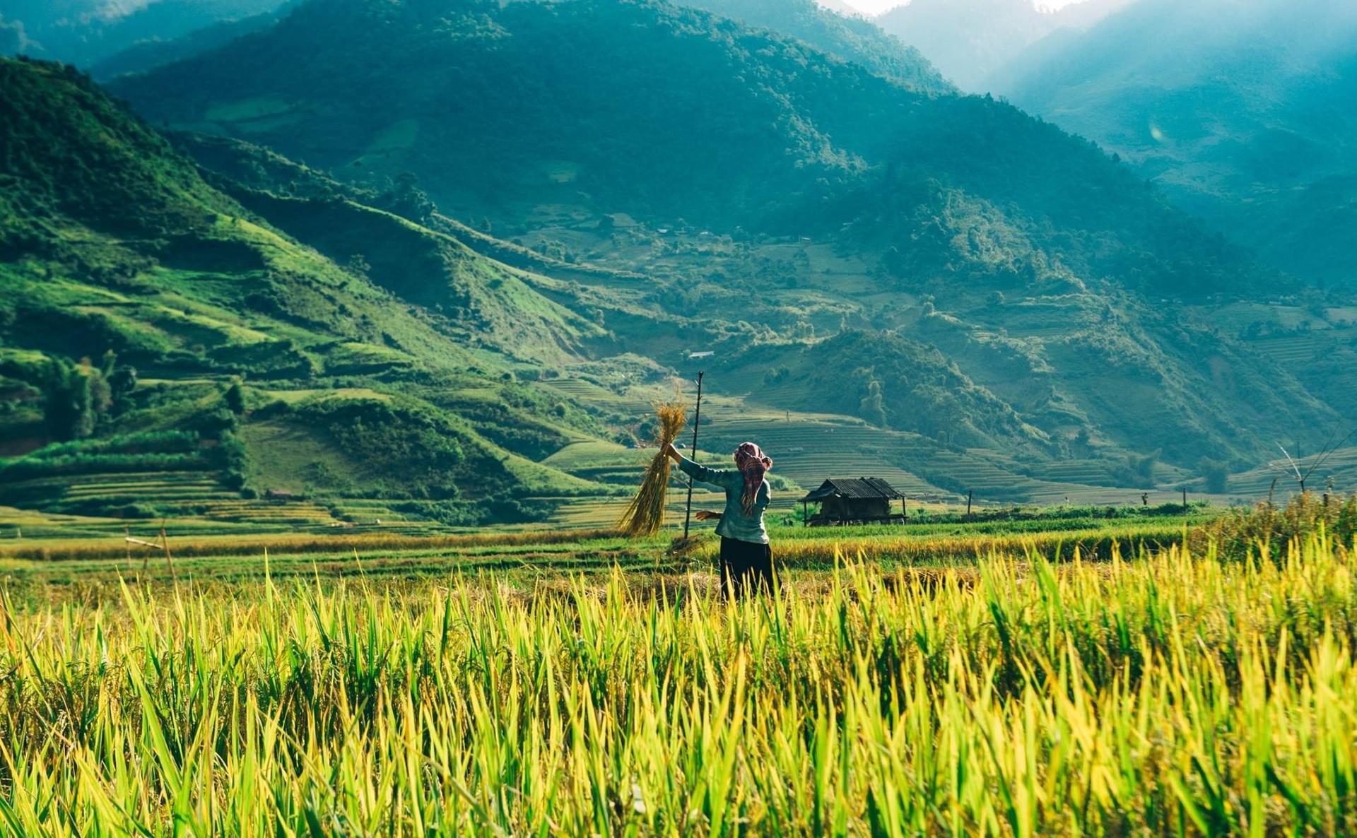 Mùa Cang Chải mùa lúa chín